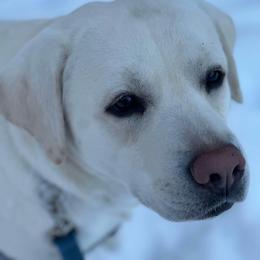 Ava - Yellow female Labrador Retriever puppy in Strafford, New Hampshire from Alley Rock Labradors, LLC