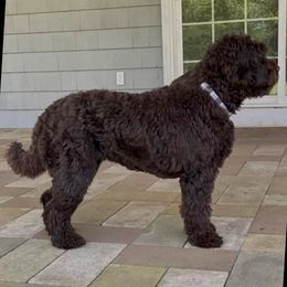 Maddy - Australian Labradoodle