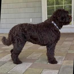 Maddy - Australian Labradoodle