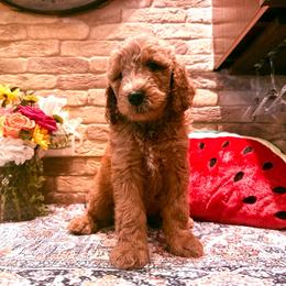 George - Apricot male Goldendoodle puppy in De Land, Florida from Rezapour Doodle Estate