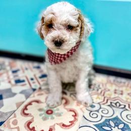 Knox - Parti male Goldendoodle puppy in Madisonville, Texas from South Paw Doodle Co