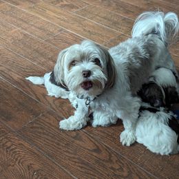Havanese Puppies from Havanese Puppies of Austin Texas