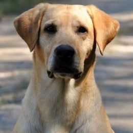 Labrador Retrievers from Cherrywood Kennel