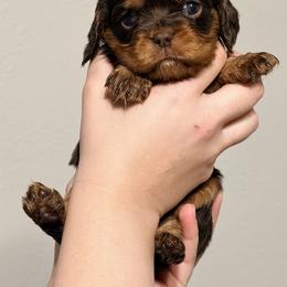 Francesca - Chocolate female Cavalier King Charles Spaniel puppy in Sterling, Colorado from Cavalier Companions CO.