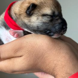 Red - Red female Shiba Inu puppy in Elizabeth, New Jersey from Shiba Inu Loving Care