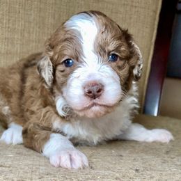 Boy 1 - Red merle Aussiedoodle puppy in Russell Springs, Kentucky from Shai’s Mini Aussiedoodles