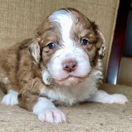 Boy 1 - Red merle Aussiedoodle puppy in Russell Springs, Kentucky from Shai’s Mini Aussiedoodles
