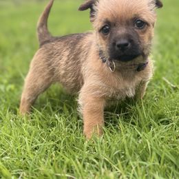 Sopa - Wheaten female Cairn Terrier puppy in Lipan, Texas from Flyin G Cairns