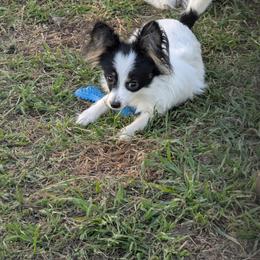 Small girl - White black and tan female Papillon puppy in Joshua, Texas from Summertime Kennels