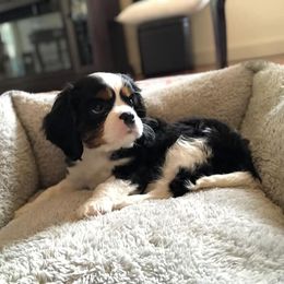 Cavalier King Charles Spaniel Puppies from Castle Rock Cavaliers