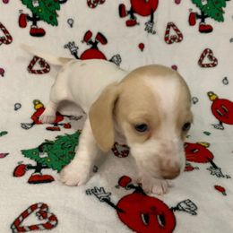 Girl 1 - Piebald female Dachshund puppy in Vinton, Iowa from Lerch Family Dachshunds