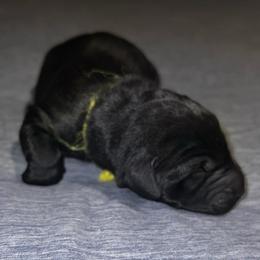 Yellow - Black male Labrador Retriever puppy in Monticello, Georgia from Hollow Meadows Retrievers