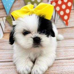 Jessy - Black and white female Shih Tzu puppy in Claremont, California from Lovable Shih Tzus
