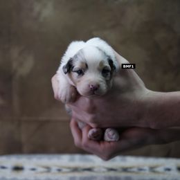 BMF1 - Blue merle Australian Shepherd puppy in Warm Springs, Georgia from Out West Aussies