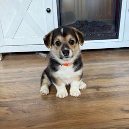 Luca - Black and tan male Pembroke Welsh Corgi puppy in Saint Johns, Florida from Colebrooke Farm