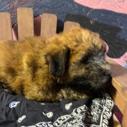 Zeke - Wheaten male Soft Coated Wheaten Terrier puppy in Gladewater, Texas from Felicias Swheaties