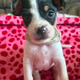 Nyx - White black and tan female Rat Terrier puppy in Molalla, Oregon from The Puppy Patch Rat Terriers