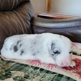 Venus - Blue merle Border Collie puppy in Morgan, Texas from Shooting Star Ranch