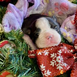 Boston Terrier Puppies from Dreamweaver Bostons