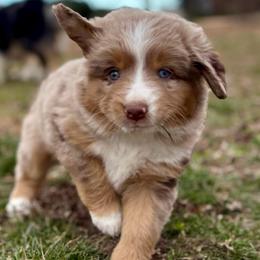 Meet Margie - Red merle female Miniature American Shepherd puppy in Stockton, Missouri from Kizmit Farmz