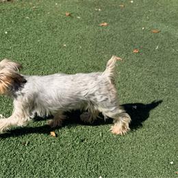 Coco Chanel - Tan and white female Yorkshire Terrier puppy in Ocala, Florida from Yorkie  And Shih Tzu Love