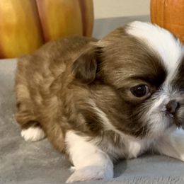 Penny Lane - Shih Tzu puppy in Upland, California from Sassy AKC Shih Tzus