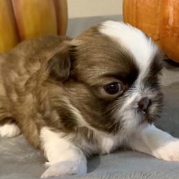 Penny Lane - Shih Tzu puppy in Upland, California from Sassy AKC Shih Tzus