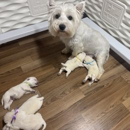Poodle and West Highland White Terrier Puppies from JJs Puppies of the Carolinas