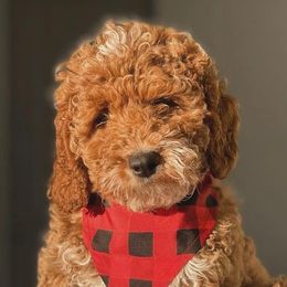 Goldendoodles from Julie Brooks's Goldendoodles