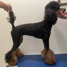 Breezy - Poodle