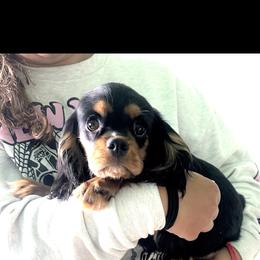 Mr.Teddy available as of July 1st - Black and tan male Cavalier King Charles Spaniel puppy in Beaverton, Oregon from Feray Valoir cavaliers