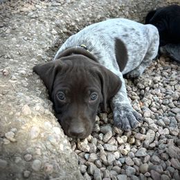 German Shorthaired Pointer and Russell Terrier Puppies from Charnobragan Acres