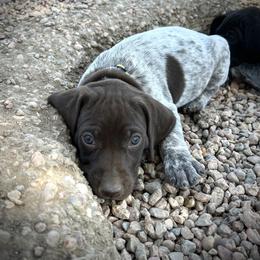 German Shorthaired Pointer and Russell Terrier Puppies from Charnobragan Acres