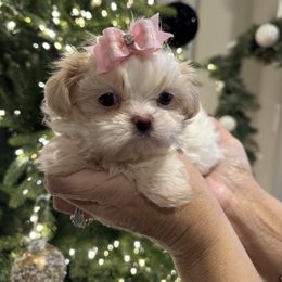 Princess Faith - Gold and white female Shih Tzu puppy in Kent, Washington from Exclusively Shih Tzu's LLC