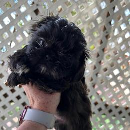 King - Black and white male Shih Tzu puppy in Victorville, California from Precioustzus