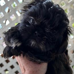 King - Black and white male Shih Tzu puppy in Victorville, California from Precioustzus