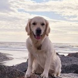 Freya - Golden Retriever