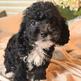 Sailor - Black and white male Cockapoo puppy in Saint Louis, Missouri from Jax Doodles