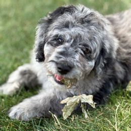 Taurus - Blue merle male Bernedoodle puppy in Larimer County, Colorado from Puppy Love Doodles