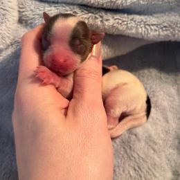Mocha Milo AKC - Parti male Yorkshire Terrier puppy in Hope, Indiana from DJ Yorkies