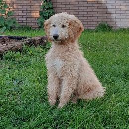Ember - Cream female Goldendoodle puppy in Harrisburg, Nebraska from Wildcat Hills Doodles