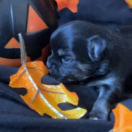 Patch - Black male Chihuahua puppy in Austin, Indiana from Dog Bones N Harmony