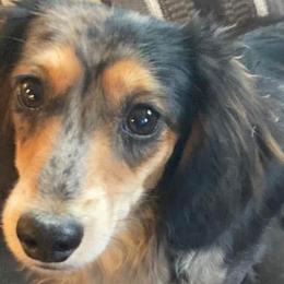 Presley - Dachshund