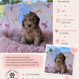 Rosie (Black) - Chocolate merle female Bernedoodle puppy in Rising Sun, Indiana from Ruby Lane Doodles