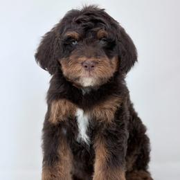 Americano - Phantom male Bernedoodle puppy in Fleming, Colorado from Vandenbark Doodles