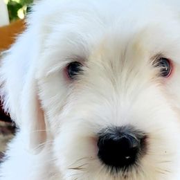 Wally - Grizzle and white Old English Sheepdog puppy in Cherry Valley, California from Wild-n-Woolly Old English Sheepdogs