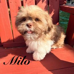 Milo - Liver and white male Shih Tzu puppy in Hemet, California from Aloha Shih Tzu