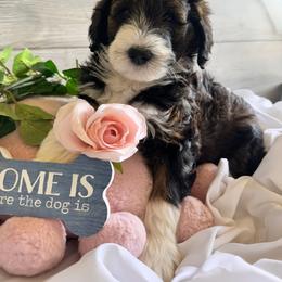 Bernedoodle, Cockapoo, and Goldendoodle Puppies from Avery Doodle Day LLC