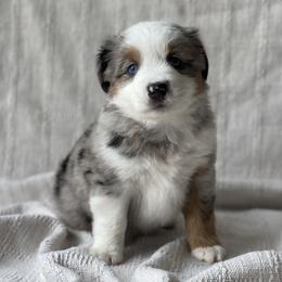 Jameson - Blue merle male Miniature Australian Shepherd puppy in Wesley Chapel, Florida from August Oaks Aussies