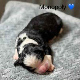 Monopoly - Tri-color male Bernedoodle puppy in El Campo, Texas from Little Fur Friends Bernedoodles
